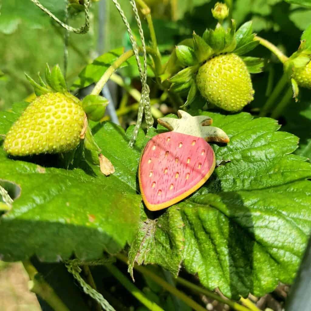 Guitar pick shaped like a strawberry, made by GT Plectrums