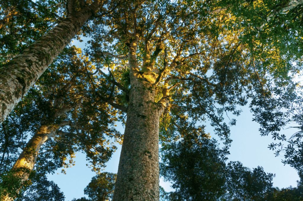 a huge agathis tree, also known by the name dammar and kauri - agathis wood is one of the most hated woods in the guitar world