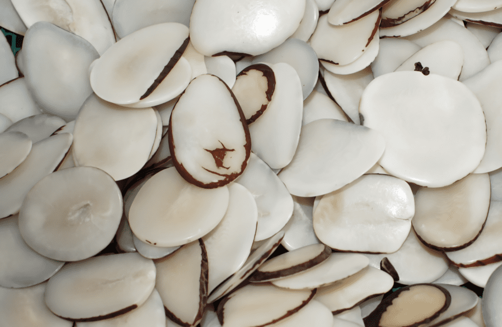 Slices of Tagua Nuts